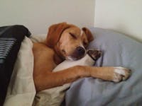 Dog Friendly Information